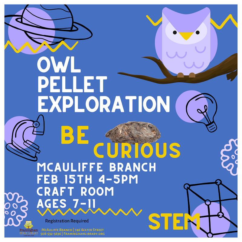 Owl Pellet Exploration thumbnail Photo