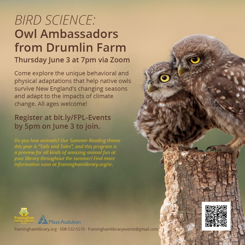 Bird Science: Owl Ambassadors from Drumlin Farm thumbnail Photo