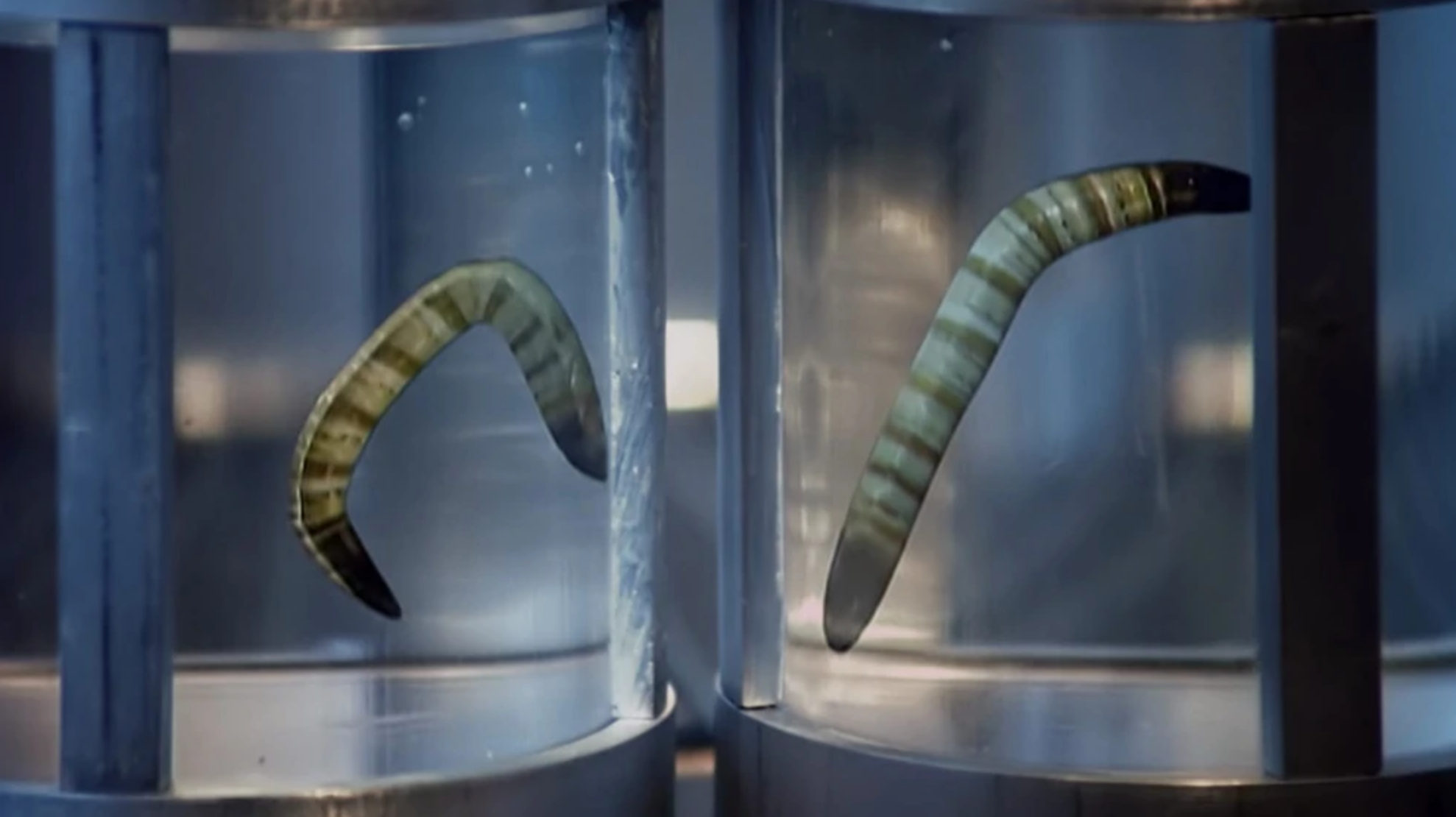 Segmented worms suspended in liquid in jars