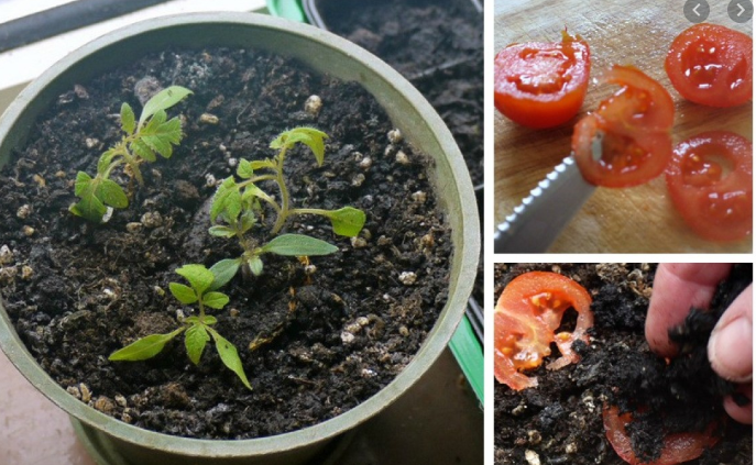 Tomato plants growing from soi