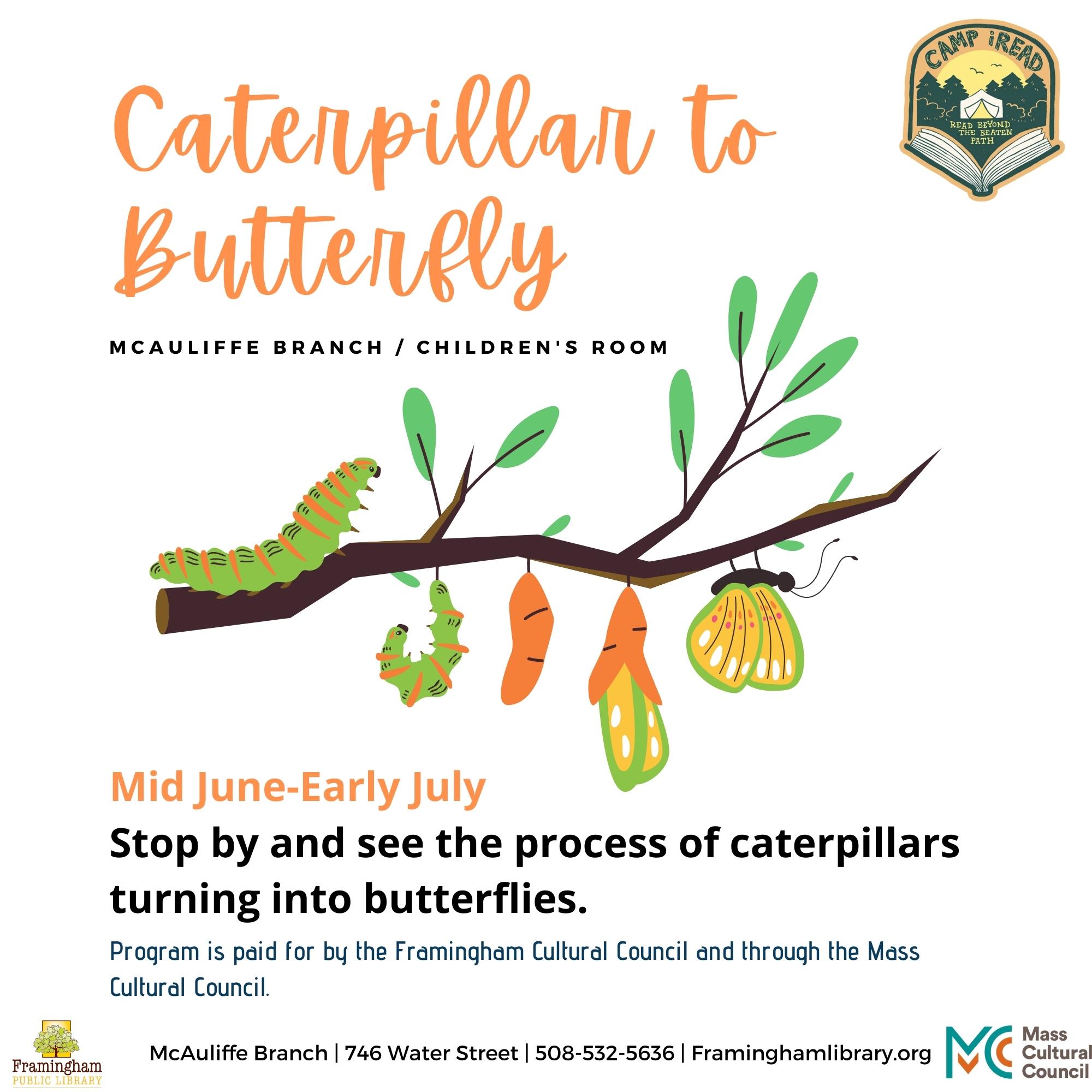 Caterpillar to Butterfly Viewing thumbnail Photo