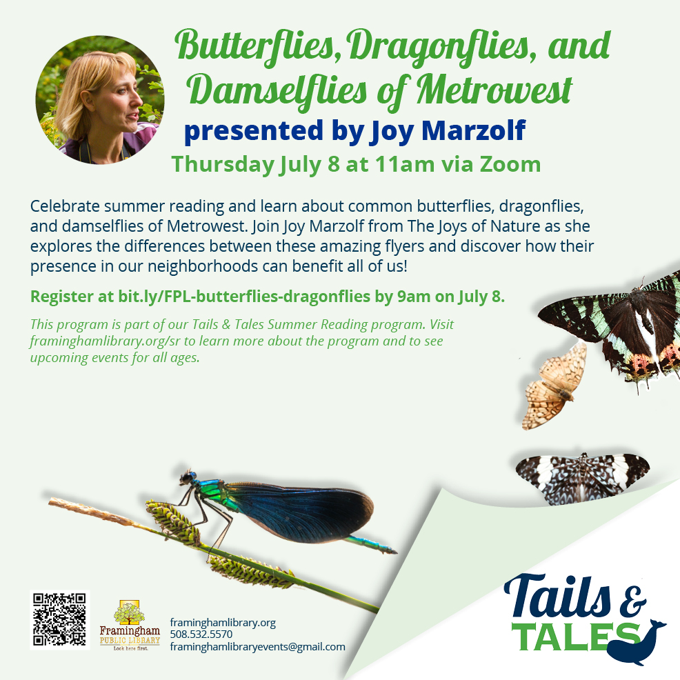 Butterflies, Dragonflies and Damselflies of Metrowest thumbnail Photo