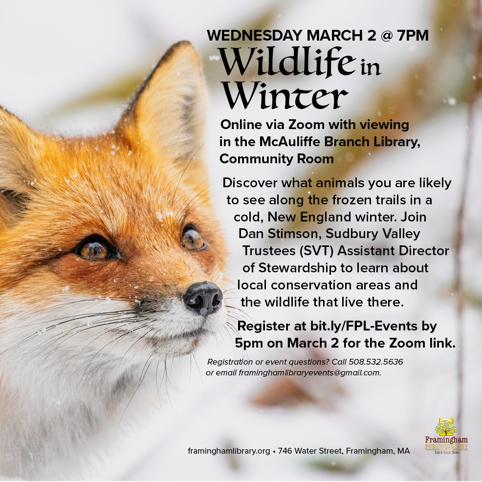 Wildlife in Winter thumbnail Photo