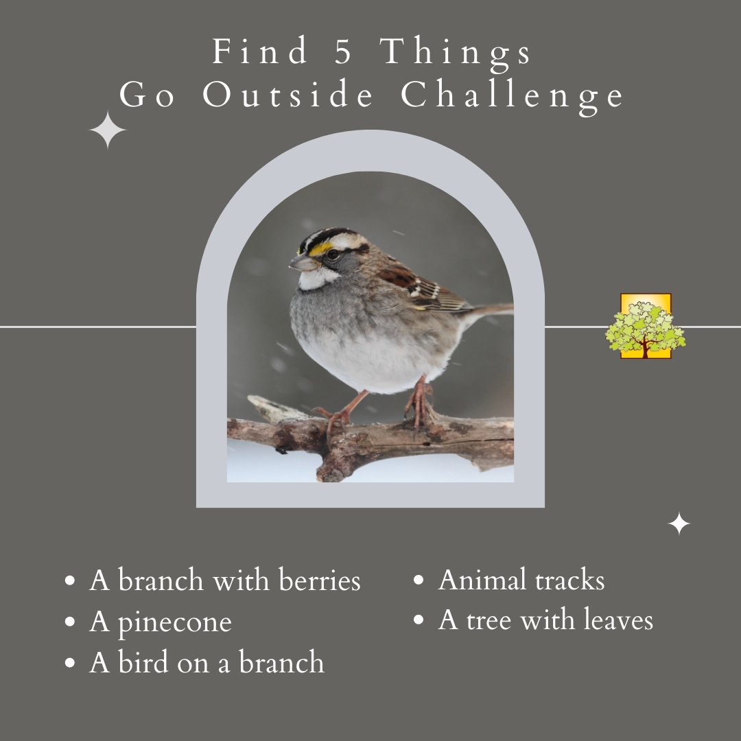 Go Outside Challenge: Find 5 things: A branch with berries, a pinecone, a bird on a branch, animal tracks, a tree with leaves.